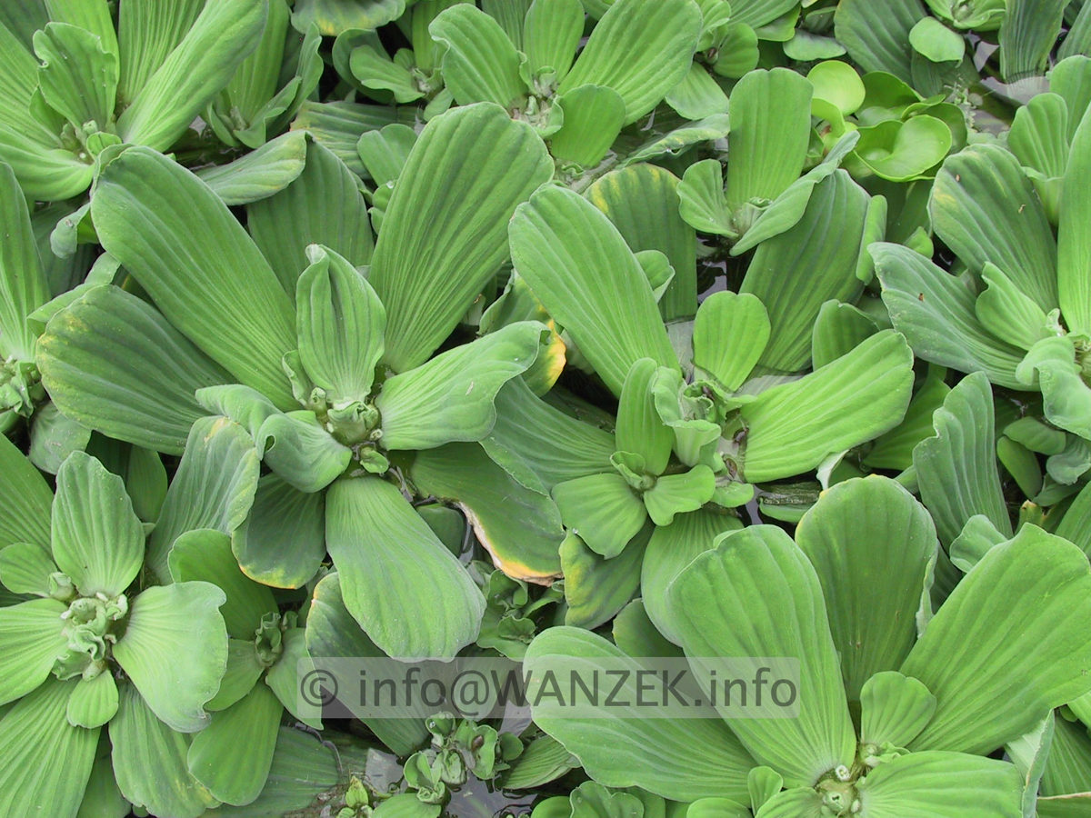 Pistia stratiotes 01.JPG